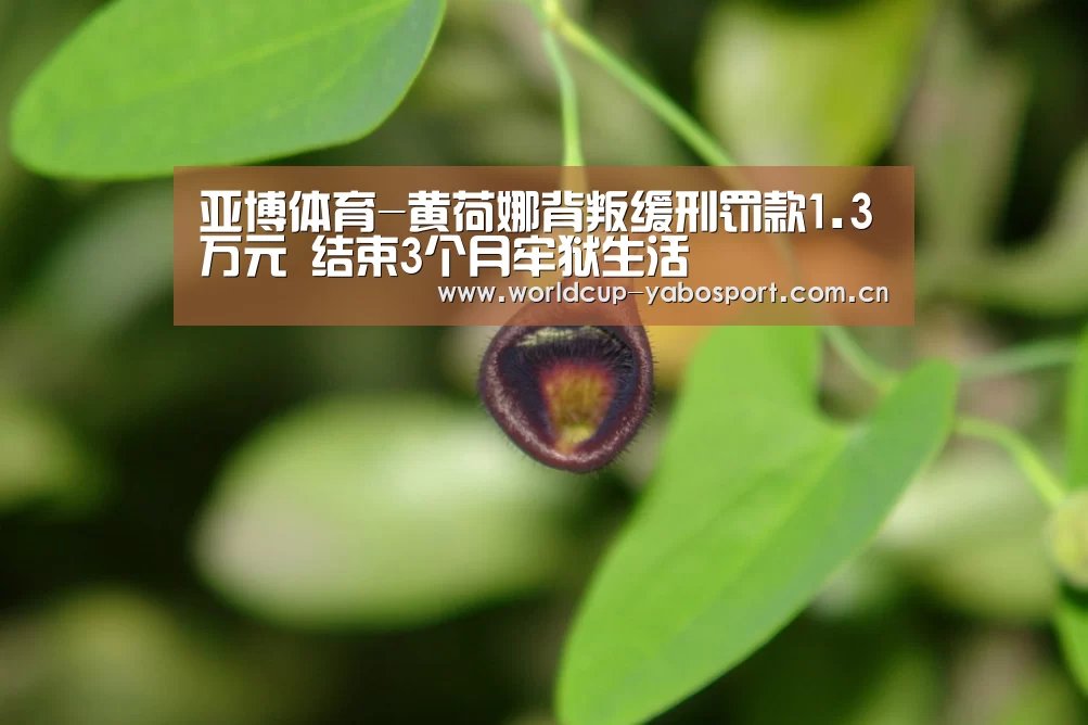 亚博体育官网