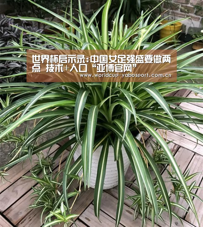亚博
